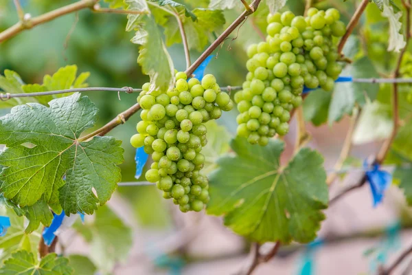 Ramo uvas jovens na vinha na vinha — Fotografia de Stock