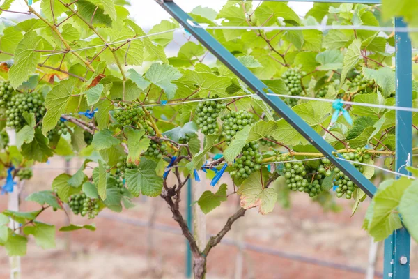 Branch young grapes on vine in vineyard — Stock Photo, Image