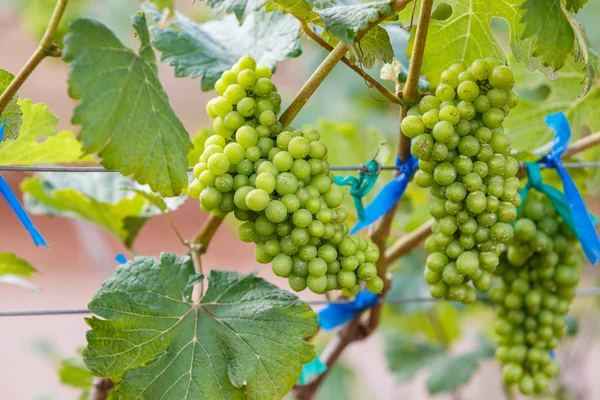 Ramo uvas jovens na vinha na vinha — Fotografia de Stock