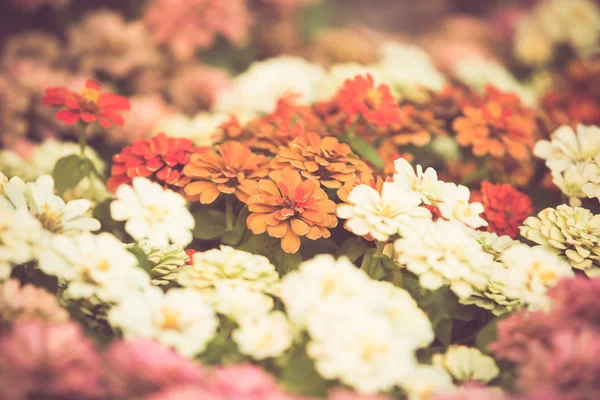 Colorful little flower blossom in garden with vintage retro tone — Stock Photo, Image