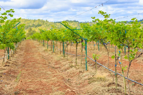 Ramo de uvas jóvenes en vid en viñedo — Foto de Stock