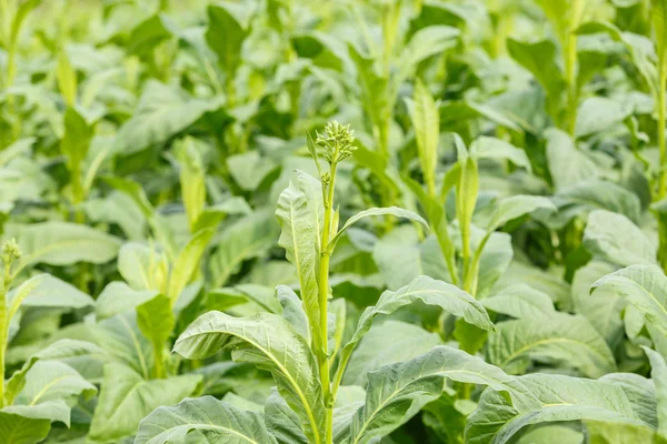 Tobacco plant in thailand — Stock Photo, Image