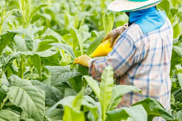 Mujer tailandesa puso insecticida y fertilizante en planta de tabaco —  Fotos de Stock
