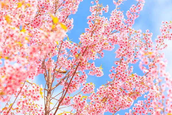 Bird on Cherry Blossom and sakura — Stock Photo, Image