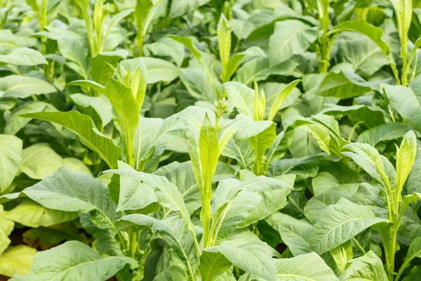 Tobacco plant in thailand — Stock Photo, Image