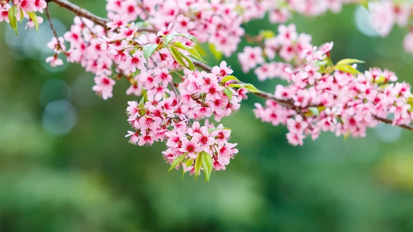 Vilde himalaya kirsebær foråret blomstre - Stock-foto