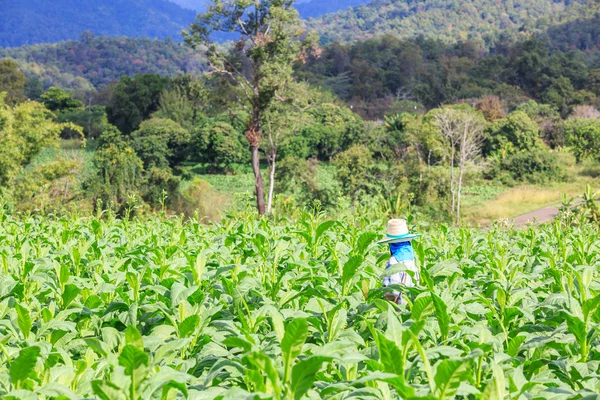 Thaise vrouw zetten Insecticide en kunstmest in de Tabaksplant — Stockfoto