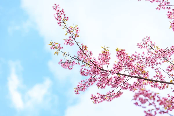 Flor selvagem da primavera da cereja do Himalaia — Fotografia de Stock