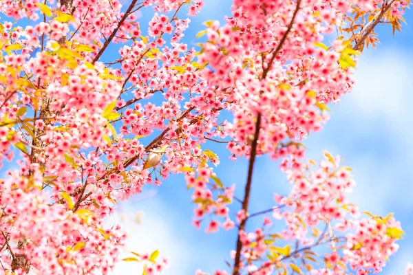 kuş kiraz çiçeği ve sakura 