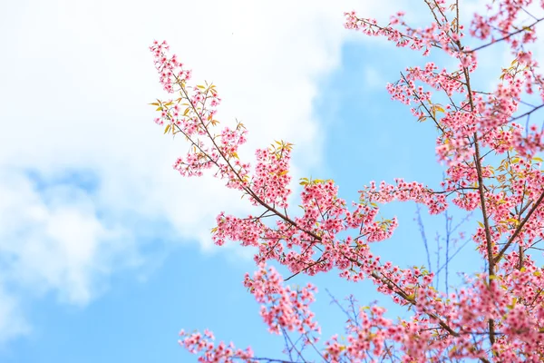 Flor selvagem da primavera da cereja do Himalaia — Fotografia de Stock