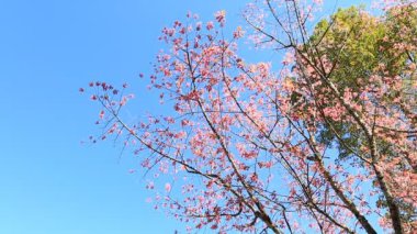 vahşi Himalaya kiraz bahar çiçeği