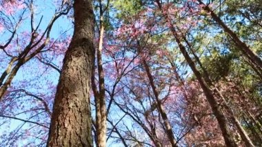 vahşi Himalaya kiraz bahar çiçeği