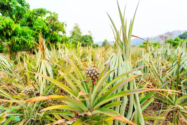 Planta de piña en el norte de Tailandia —  Fotos de Stock