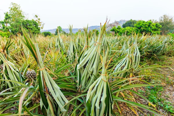 Pianta di ananas nel nord della Thailandia — Foto Stock