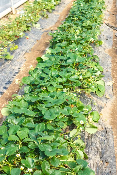 Strawberry plants close up — Stock Photo, Image