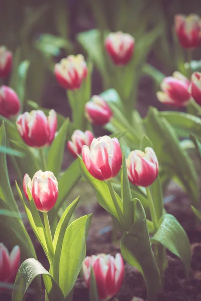 Цветы тюльпана — стоковое фото