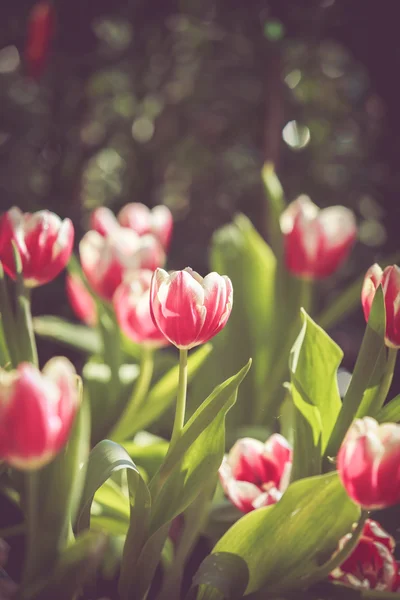 Цветы тюльпана — стоковое фото