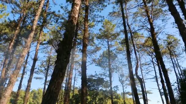 Bosque de pinos con luz solar y niebla — Vídeos de Stock