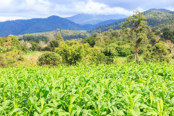 Planta de tabaco en Tailandia —  Fotos de Stock