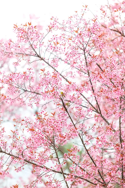 Kirschfrühlingsblüte — Stockfoto