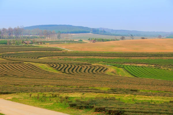 Green tea field plantation — Stock Photo, Image