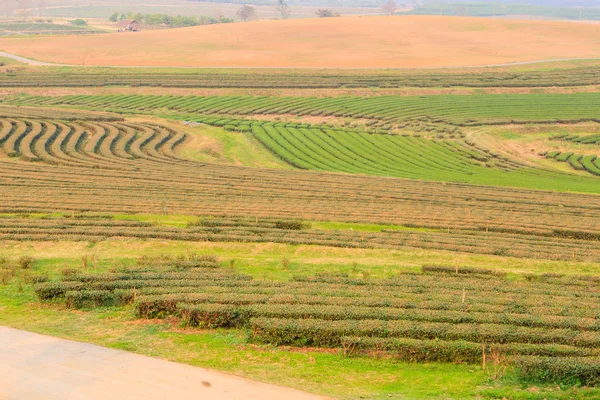 Groene thee veld plantage — Stockfoto