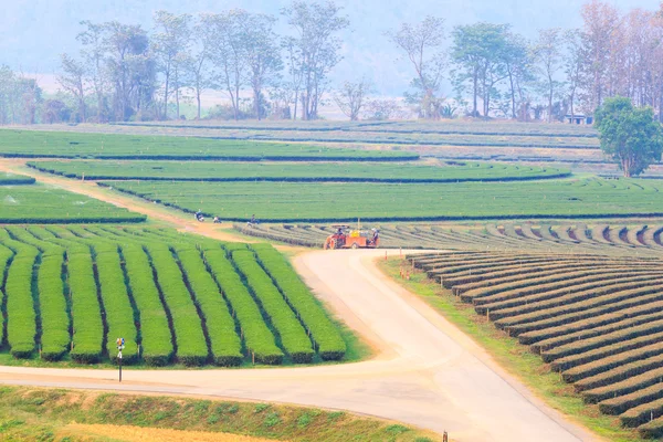 Plantación de campo de té verde —  Fotos de Stock
