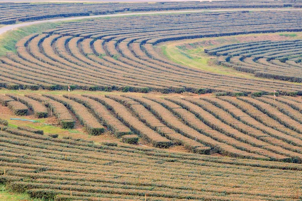 Plantación de campo de té verde —  Fotos de Stock