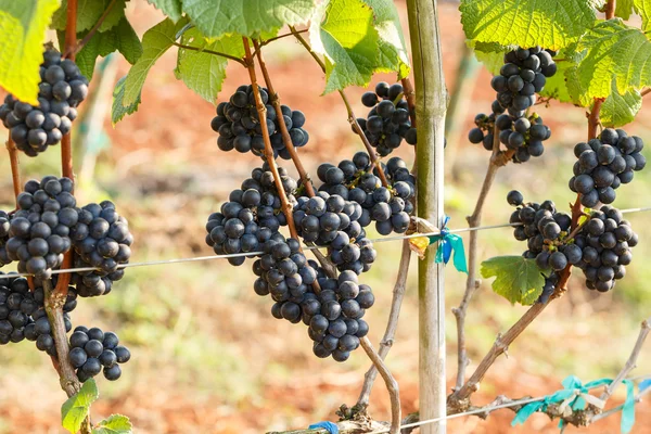Tak van jonge druiven — Stockfoto