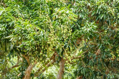 Ağaç üzerinde genç Çin