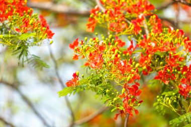caesalpinia pulcherrima çiçek