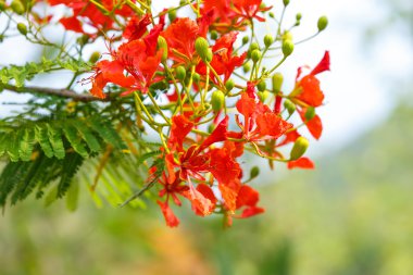 caesalpinia pulcherrima çiçek