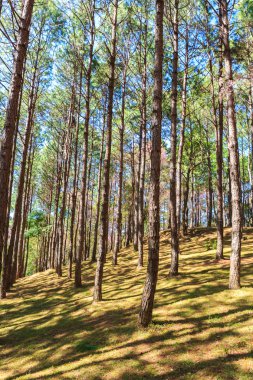 Çam ormanı ile gündoğumu
