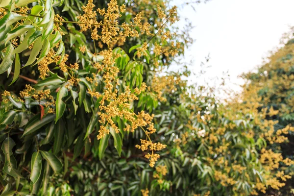 Flor de litchi en el árbol —  Fotos de Stock