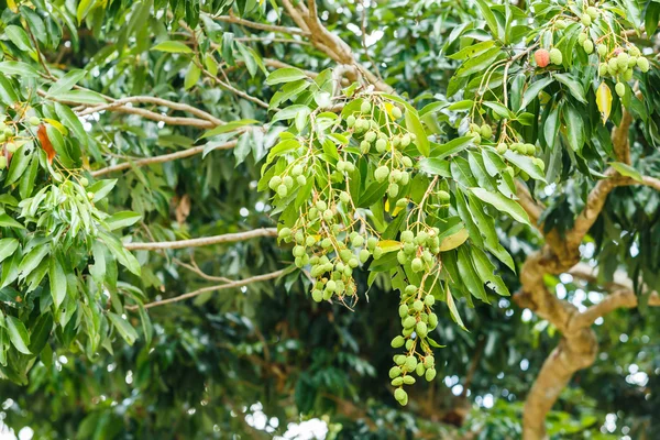 Litchi joven en el árbol —  Fotos de Stock