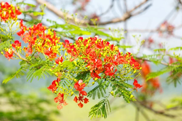 Caesalpinia pulcherrima flower — Stock Photo, Image