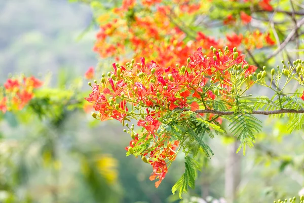 Caesalpinia pulcherrima flower — Stock Photo, Image