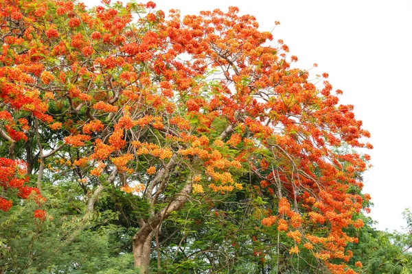 Caesalpinia pulcherrima fiore — Foto Stock