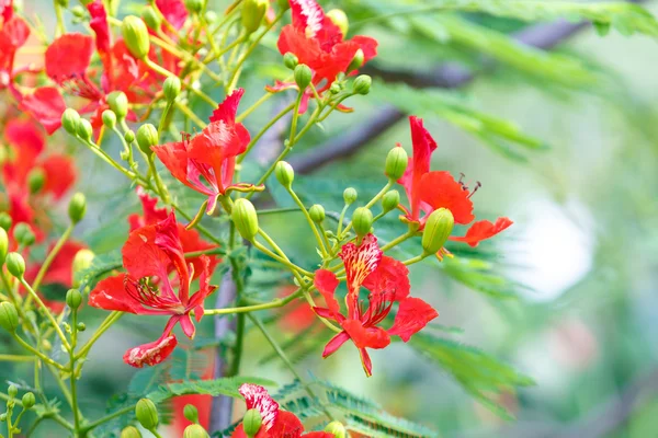 Caesalpinia pulcherrima flower — Stock Photo, Image