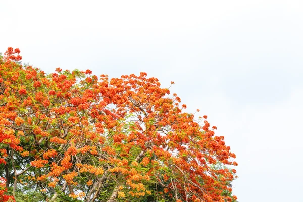 Caesalpinia pulcherrima flor —  Fotos de Stock