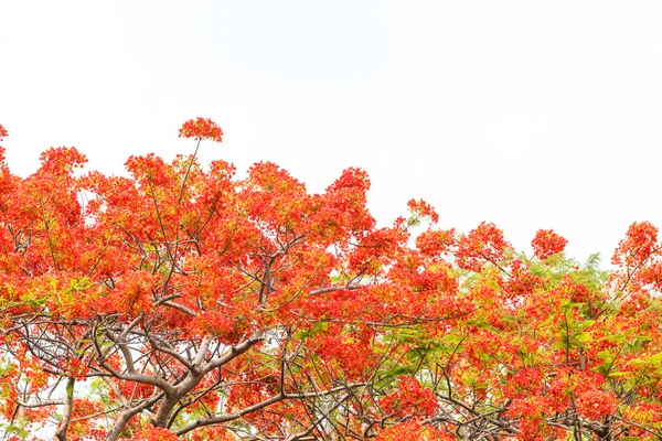 Caesalpinia pulcherrima flower — Stock Photo, Image