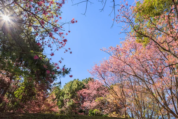 Vilda Himalayan Cherry tree blossom — Stockfoto