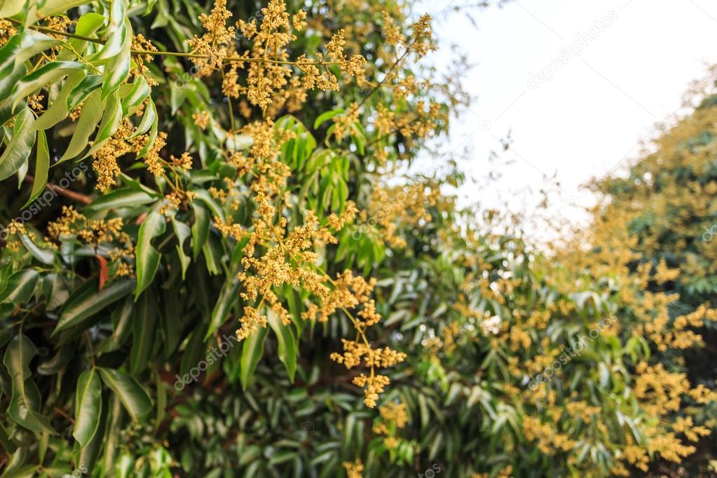 Litchi tree image Litchi flower on tree — Stock Photo © wittybear