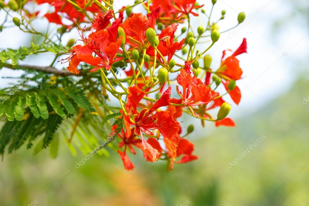 Caesalpinia pulcherrima flower