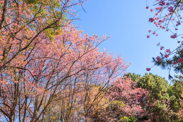 Wilde Himalaya-Kirschbaumblüte — Stockfoto