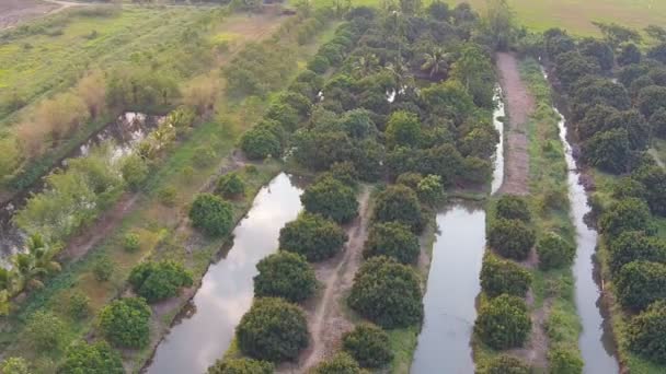 Imagens aéreas da agricultura de frutos de longan e lichia — Vídeo de Stock