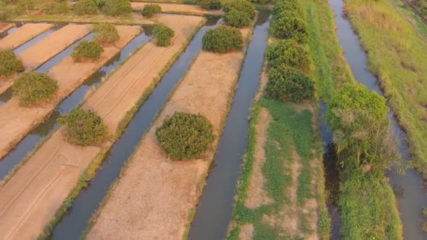 Letecké záběry zemědělství ovoce longan a liči — Stock video