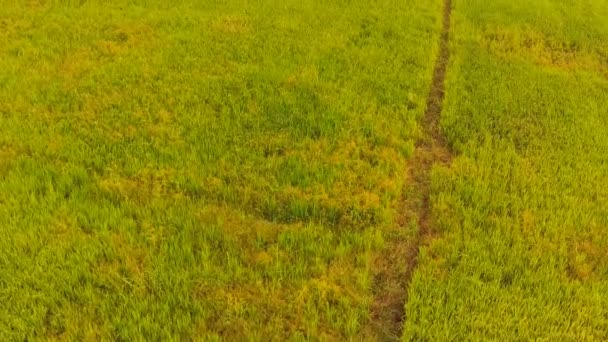 Aerial footage of agriculture rice — Stock Video