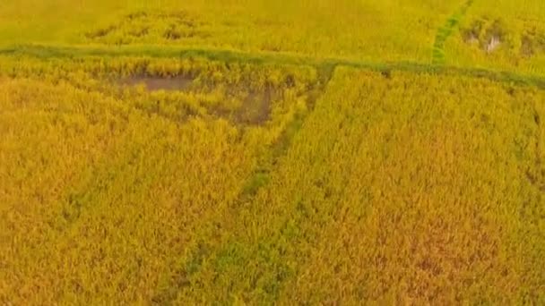 Aerial footage of agriculture rice — Stock Video