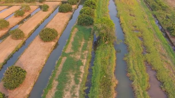 Aerial bilder av longan och Litchi frukt jordbruk — Stockvideo